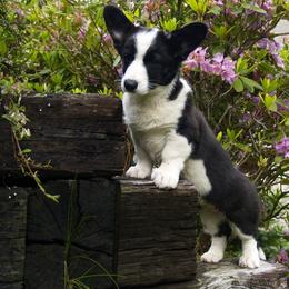 Cardigan Welsh Corgi Puppies from Raglan Cardigans