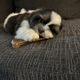 Shih Tzu Puppies from Mindy’s Furball Tribe
