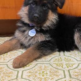 German Shepherd Puppies from S&S German Shepherds