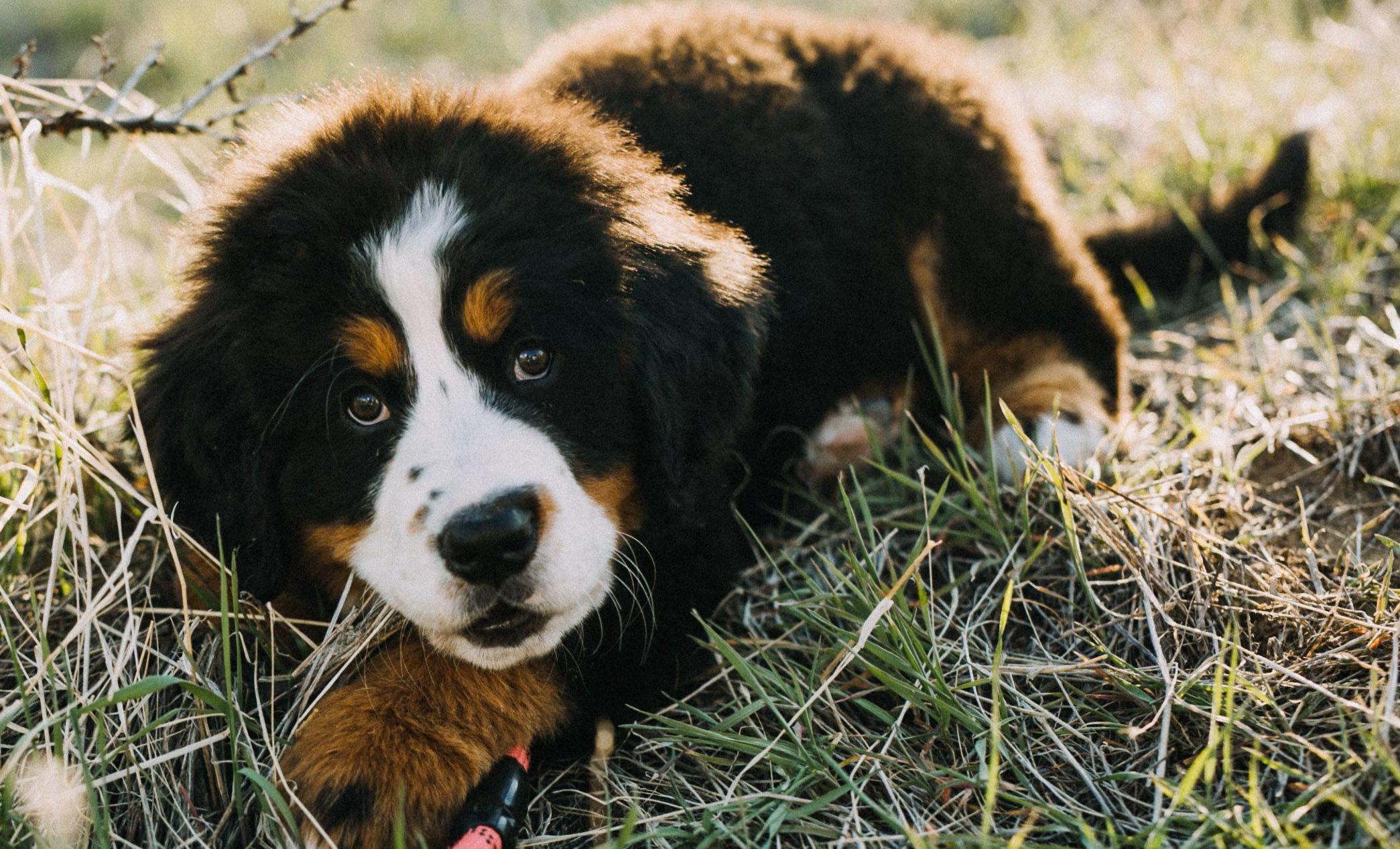 A beautiful Bernese puppy plays in the grass