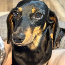 Jasmine - Dachshund