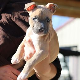 Donkey Kong - Blue fawn male American Staffordshire Terrier puppy in Hohenwald, Tennessee from AptiBull Terriers