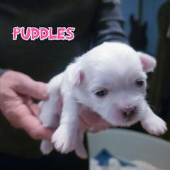 Puddles - White female Mal-Shi puppy in Belleville, Michigan from Michigan Maltese Puppies