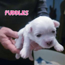 Puddles - White female Mal-Shi puppy in Belleville, Michigan from Michigan Maltese Puppies