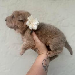 Willow - Cream sable female Chinese Shar-Pei puppy in Lehigh Acres, Florida from Florida Wrinkles