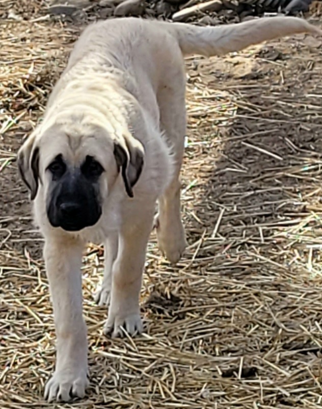 Girl 5 - Anatolian Shepherd Dog puppy in Duffield, Virginia from Ezka Miras Farms
