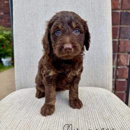 Guinness - Brown female Bernedoodle puppy in Owasso, Oklahoma from Kallams Bernedoodles & Bernese Mountain Dogs