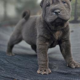 Moss - Black male Chinese Shar-Pei puppy in Salem, Ohio from WrinkleMonsters