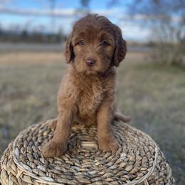 Goldendoodle Puppies from Joe and Dogs