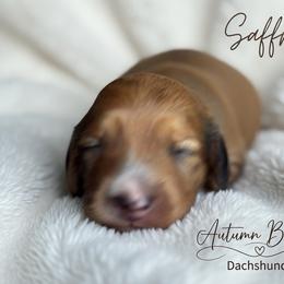 Saffron - Dapple female Dachshund puppy in Clever, Missouri from Autumn Breeze Dachshunds