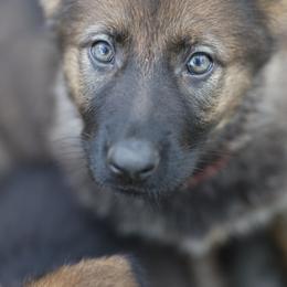 German Shepherd Puppies from Vom Haus Highlands