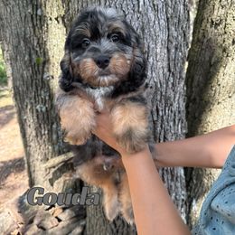Gouda - Merle male Bernedoodle puppy in Springfield, Missouri from PoodlelyDoodlely