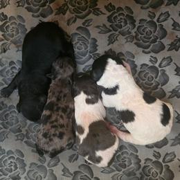 Boy1 - Black and white male Cavapoo puppy in Medina, Ohio from Momma's Mastiffs