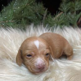 Ribbon - Red female Dachshund puppy in Washburn, Tennessee from Clinch Mountain Dachshunds