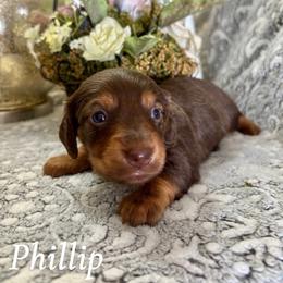 Phillip - Chocolate and tan male Dachshund puppy in Aiken, South Carolina from State Eight Dachshunds