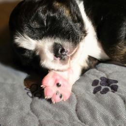 Peeps - Black tri male Miniature Australian Shepherd puppy in Boonville, New York from Amy & Dan's Awesome Aussies