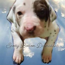 Dalmatian Puppies from Spotty Bottom Dalmatians