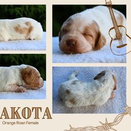 Dakota - Orange roan female Brittany puppy in Hollidaysburg, Pennsylvania from Royal Flush Farms