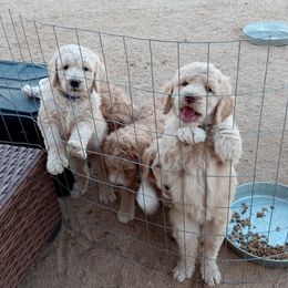 Poodle Puppies from Southwest Standards
