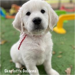 Zach (red) - Golden Retriever puppy from Skarlotte Goldens