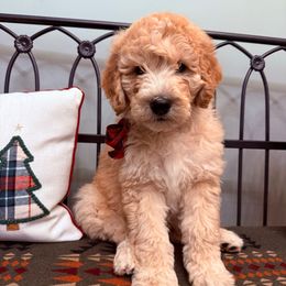 Sage collar girl - Yellow and white female Bernedoodle puppy in Hines, Oregon from Switch Canyon Doodles