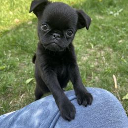 Storm - Black male Brussels Griffon puppy in Boyd, Minnesota from Maze Brussels Griffons