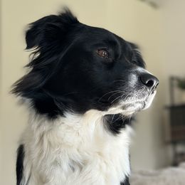 Bessie - Australian Shepherd