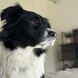 Bessie - Australian Shepherd