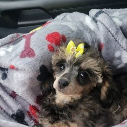 Poodle Puppies from Bobbies poodles