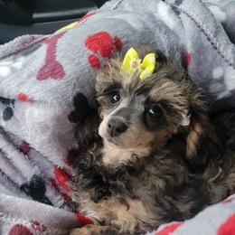 Poodle Puppies from Bobbies poodles