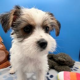 Ken - Parti male Yorkshire Terrier puppy in Georgia & Florida, Georgia from Fiesta Pups