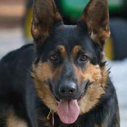 Maple - German Shepherd