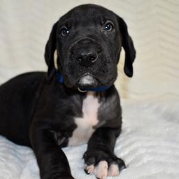 Jack Daniels - Black and white male Great Dane puppy in Chapmansboro, Tennessee from Balthrop Bend Farms