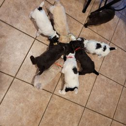 Poodle Puppies from Jazzi Oodles