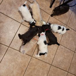Poodle Puppies from Jazzi Oodles