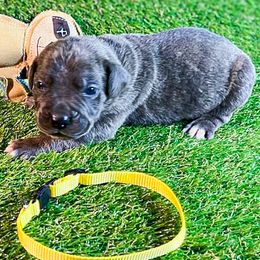 Boy 6 - male Cane Corso puppy in Catawba, North Carolina from Catawba Cane Corso