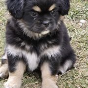 Charlotte - Black and tan Tibetan Spaniel puppy in Billings, Montana from Milissa Lose