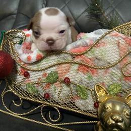Boston Terrier Puppies from Boston Terriers
