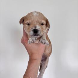 Autumn - female Cavapoochon puppy in Morris, Pennsylvania from Heartland Puppies