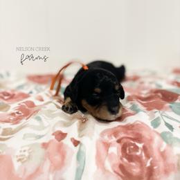 Cheddar - Black & tan tri-color female Maltipoo puppy in Huntsville, Texas from Nelson Creek Farms