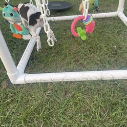 German Shorthaired Pointer and Jack Russell Terrier Puppies from Ivy Creek Kennels