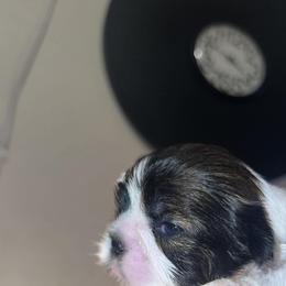 Minnie - Gold and white female Shih Tzu puppy in Azusa, California from RJ Shih Tzu lover