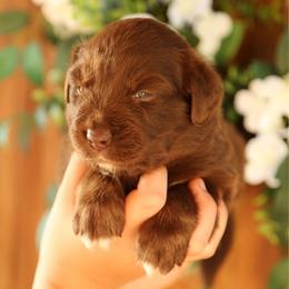 Reba - Red tri-color female Australian Shepherd puppy in Turlock, California from HCA Aussies