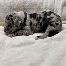Black collar - Merle male Great Dane puppy in Ider, Alabama from Sand Mountain Danes LLC