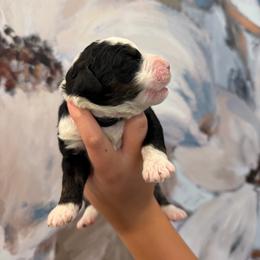 Carl - male Australian Mountain Doodle puppy in Snook, Texas from Snook Acres Doodles