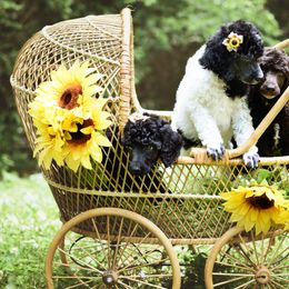 Poodles from Flourishing Fancies