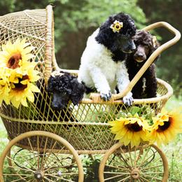 Poodles from Flourishing Fancies