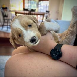 Girl 2 - Apricot female Goldendoodle puppy in Mattawan, Michigan from Doodifuldoods