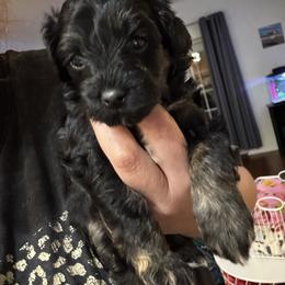Girl 1 - Phantom female Poodle puppy in Lakeland, Florida from Doodles & Danes