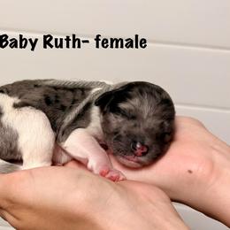 Baby Ruth - Merle female Goldendoodle puppy in Milford, Pennsylvania from Doodles Are Golden